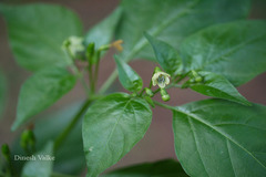 Capsicum frutescens